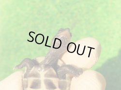 画像8: アザンティッククサガメ12