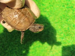 画像7: アザンティッククサガメ13