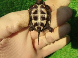 画像10: アザンティッククサガメ13