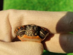 画像5: セスジニシキガメ８