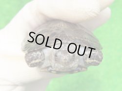 画像5: キボシヌマガメ３