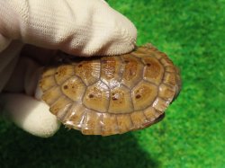 画像2: ニューギニアカブトガメ５