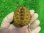 画像2: クレフトマゲクビガメ７ (2)
