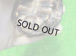 画像8: キボシヌマガメ３