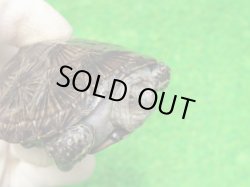 画像4: キボシヌマガメ３