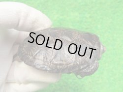 画像2: キボシヌマガメ３