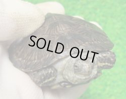 画像1: キボシヌマガメ３