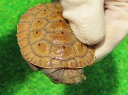 画像1: ニューギニアカブトガメ５