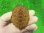 画像3: ニューギニアカブトガメ５ (3)