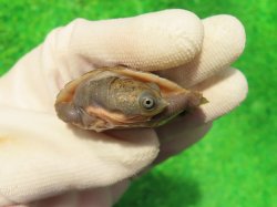 画像5: ニューギニアカブトガメ５