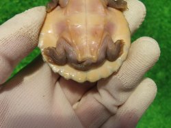 画像8: ニューギニアカブトガメ５