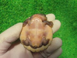 画像9: ニューギニアカブトガメ５