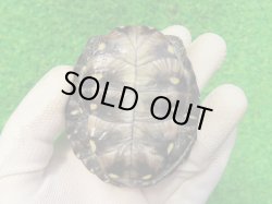 画像10: キボシヌマガメ３