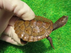 画像2: ニューギニアカブトガメ６