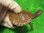 画像2: ニューギニアカブトガメ６ (2)