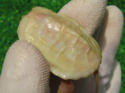 画像6: Ｔ-アルビノクサガメ95