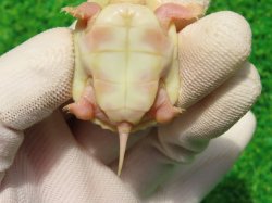 画像10: Ｔ-アルビノクサガメ95