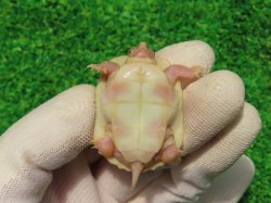 画像11: Ｔ-アルビノクサガメ95