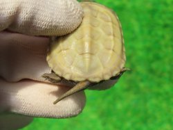 画像6: Ｔ+アルビノクサガメ99