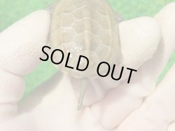 画像6: ハイポクパステルサガメP.Hetアルビノ88