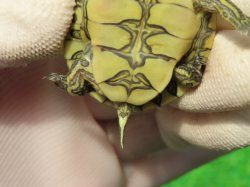 画像7: グァテマラクジャクガメ４　ＳＡＬＥ！