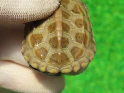 画像6: ハイポパステルクサガメP.Hetアルビノ86