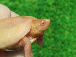 画像3: Ｔ-アルビノクサガメ96