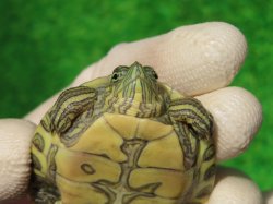 画像6: グァテマラクジャクガメ５　ＳＡＬＥ！