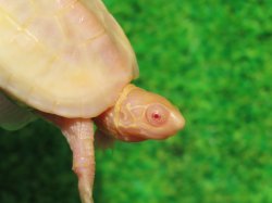 画像5: Ｔ-アルビノクサガメ96