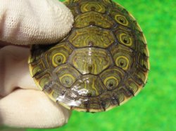 画像5: グァテマラクジャクガメ５　ＳＡＬＥ！