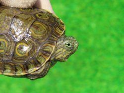 画像3: グァテマラクジャクガメ５　ＳＡＬＥ！