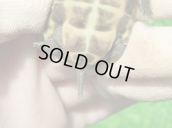 画像8: ハイポクパステルサガメP.Hetアルビノ88