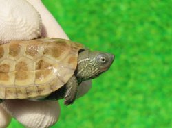 画像3: ハイポパステルクサガメP.Hetアルビノ86