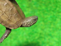 画像3: ハイポクサガメP.Hetアルビノ89