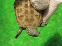 画像5: ハイポパステルクサガメP.Hetアルビノ86