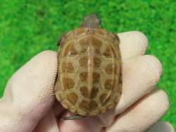 画像2: ハイポパステルクサガメP.Hetアルビノ86