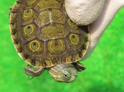 画像4: グァテマラクジャクガメ５　ＳＡＬＥ！