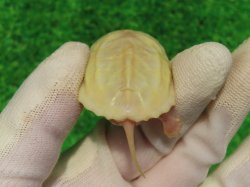 画像7: Ｔ-アルビノクサガメ95