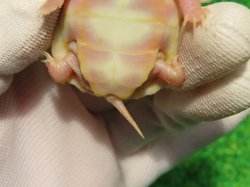 画像10: Ｔ-アルビノクサガメ96