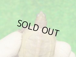 画像4: Ｔ+アルビノクサガメ100