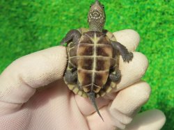 画像9: ハイポクサガメP.Hetアルビノ89