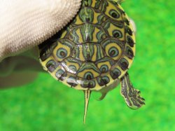 画像5: パステルニカラグァクジャクガメ２