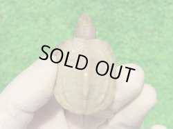 画像2: Ｔ+アルビノクサガメ100