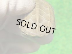 画像5: ハイポクパステルサガメP.Hetアルビノ88