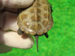 画像6: ハイポクサガメP.Hetアルビノ87