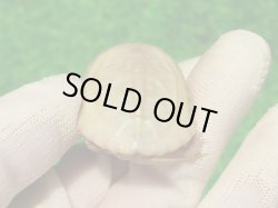 画像6: Ｔ+パステルアルビノクサガメ101