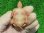 画像11: Ｔ-アルビノクサガメ96 (11)