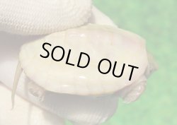 画像1: Ｔ+パステルアルビノクサガメ101