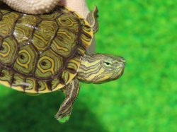 画像2: グァテマラクジャクガメ４　ＳＡＬＥ！