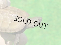 画像3: ハイポクパステルサガメP.Hetアルビノ88